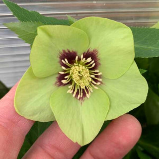 Hellebore Irish luck