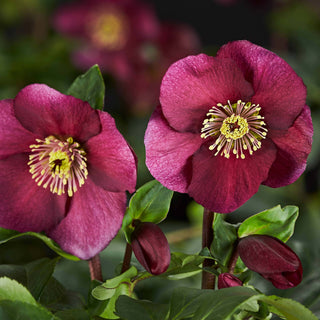 Hellebore Leona