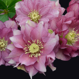 Maid Of Honor Hellebore