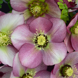 Hellebore ‘Paris in Pink’