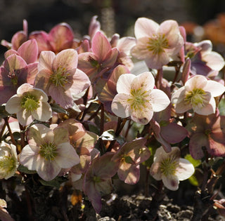 Hellebore ‘Pink Beauty’