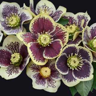 Rio Carnival Hellebore