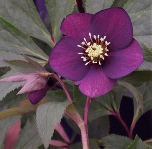 Hellebore ‘Ruby Wine’