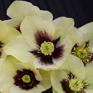 Hellebore ‘Spanish Flare’