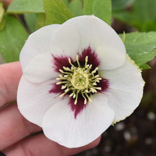 Hellebore ‘Swiss Alps’