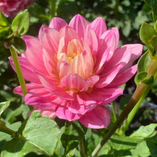 Dahlia 'Hollyhill Pink Martini'