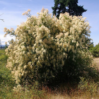 Holodiscus Discolor