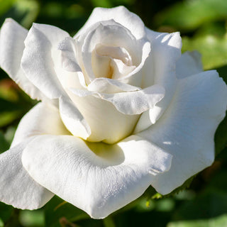 Rose ‘Honor’