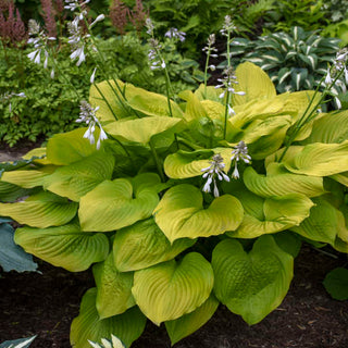 Hosta Age of Gold