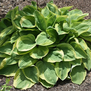 Hosta 'Bedazzled'