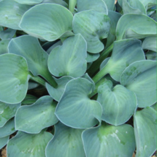 Hosta Blue Mouse Ears