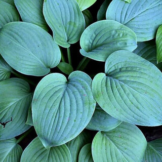 Hosta Blue Perfection