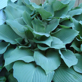 Hosta Bulletproof