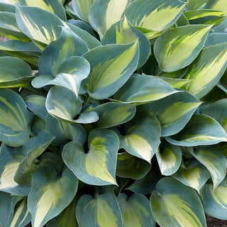 Hosta Catherine