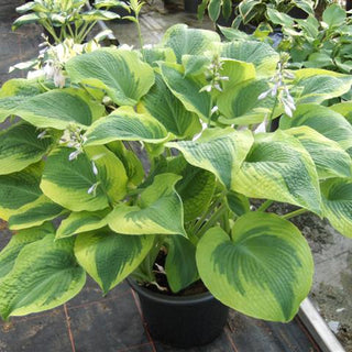 Hosta Climax