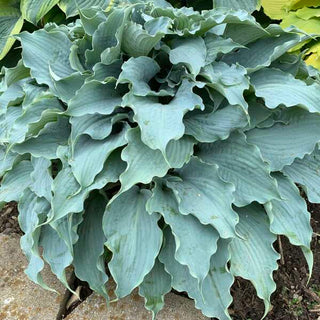 Hosta Dancing With Dragons