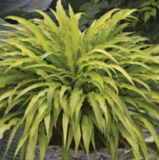 Hosta 'Curly Fries'