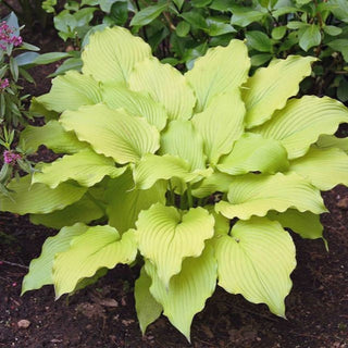 Hosta Dancing Queen