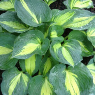 Hosta Dream Queen