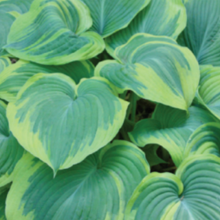 Hosta Earth Angel