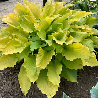 Hosta Echo The Sun