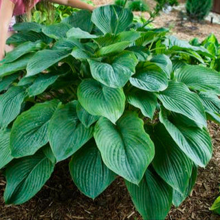 Hosta Empress Wu