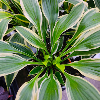 Hosta Fantabulous