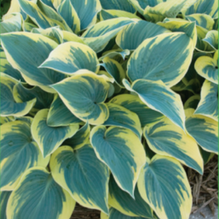 Hosta First Frost