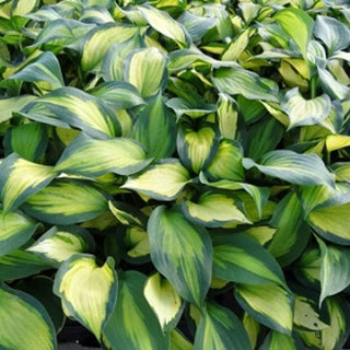 Hosta Forbidden Fruit