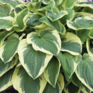 Hosta Frozen Margarita