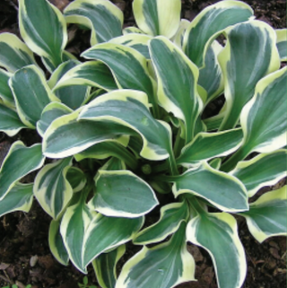 Hosta Funny Mouse