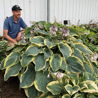 Hosta Gigantosaurus