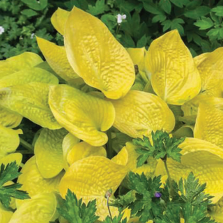 Hosta Glad Tidings