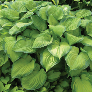 Hosta 'Guacamole'