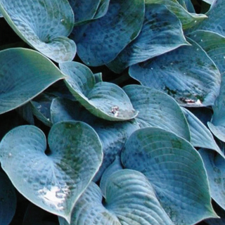 Hosta 'Halcyon'