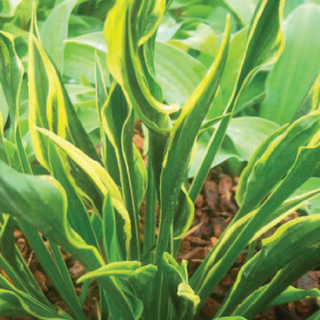 Hosta Hands Up