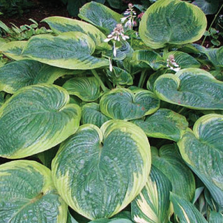 Hosta His Honor