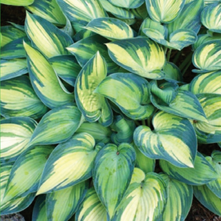 Hosta June