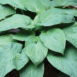 Hosta Jurassic Park