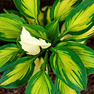 Hosta Lakeside Little Tuft