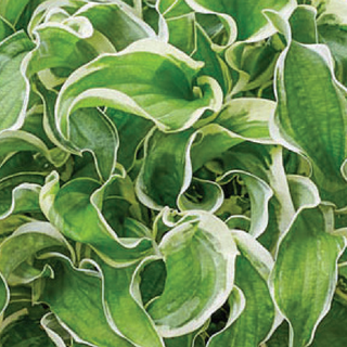 Hosta Let's Twist Again