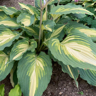 Hosta Love Story