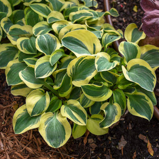 Hosta Mighty Mouse