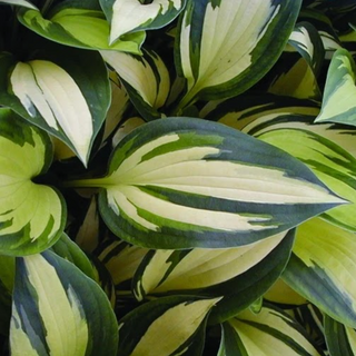 Hosta Morning Light