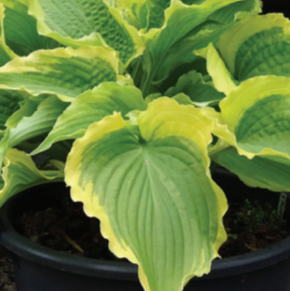 Hosta Tropical Dancer