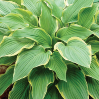 Hosta Yellow River