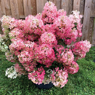 Hydrangea paniculata ‘Hot Sauce'