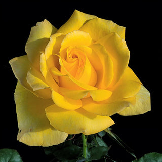 Rose ‘Hotel California’