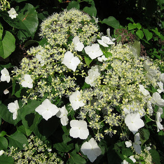 Hydrangea anomala subsp. petiolaris