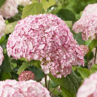 Hydrangea arborescens 'Candybelle Bubblegum'